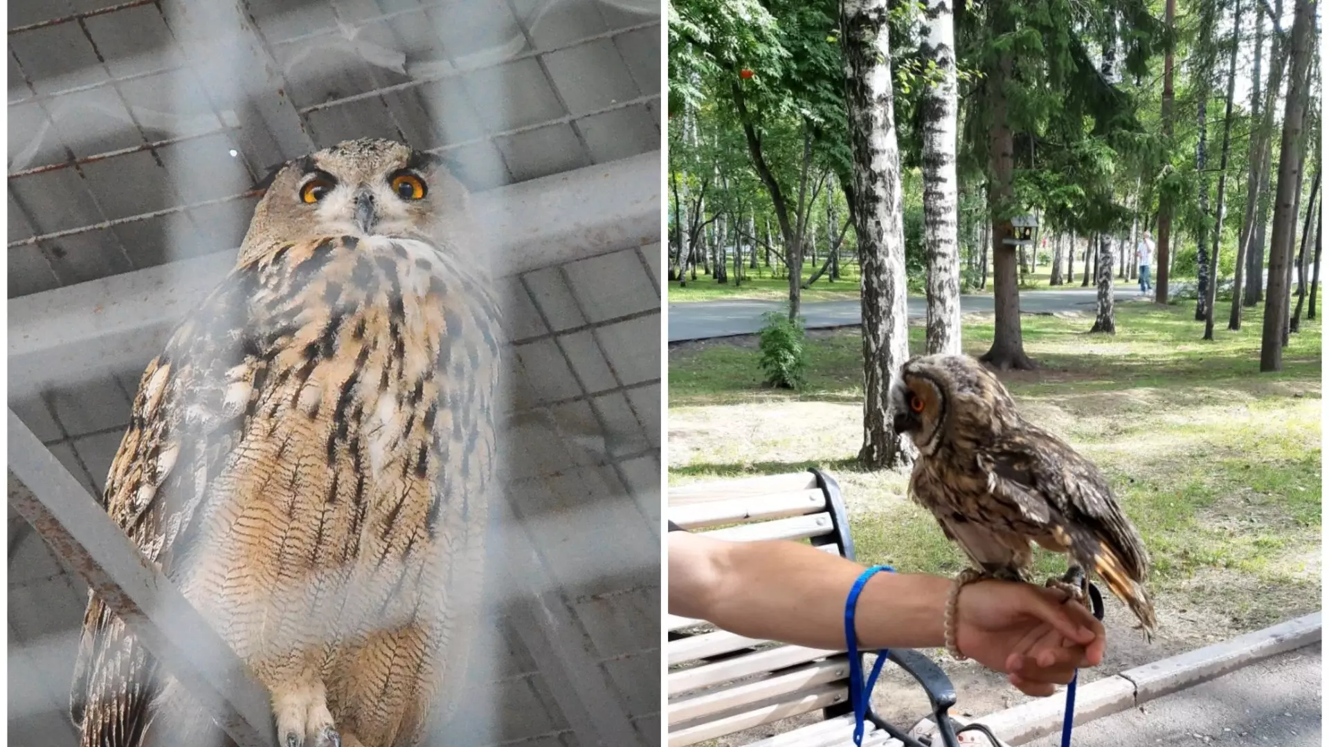 Уличные фотографы с совами возмутили новосибирцев — как с ними бороться?