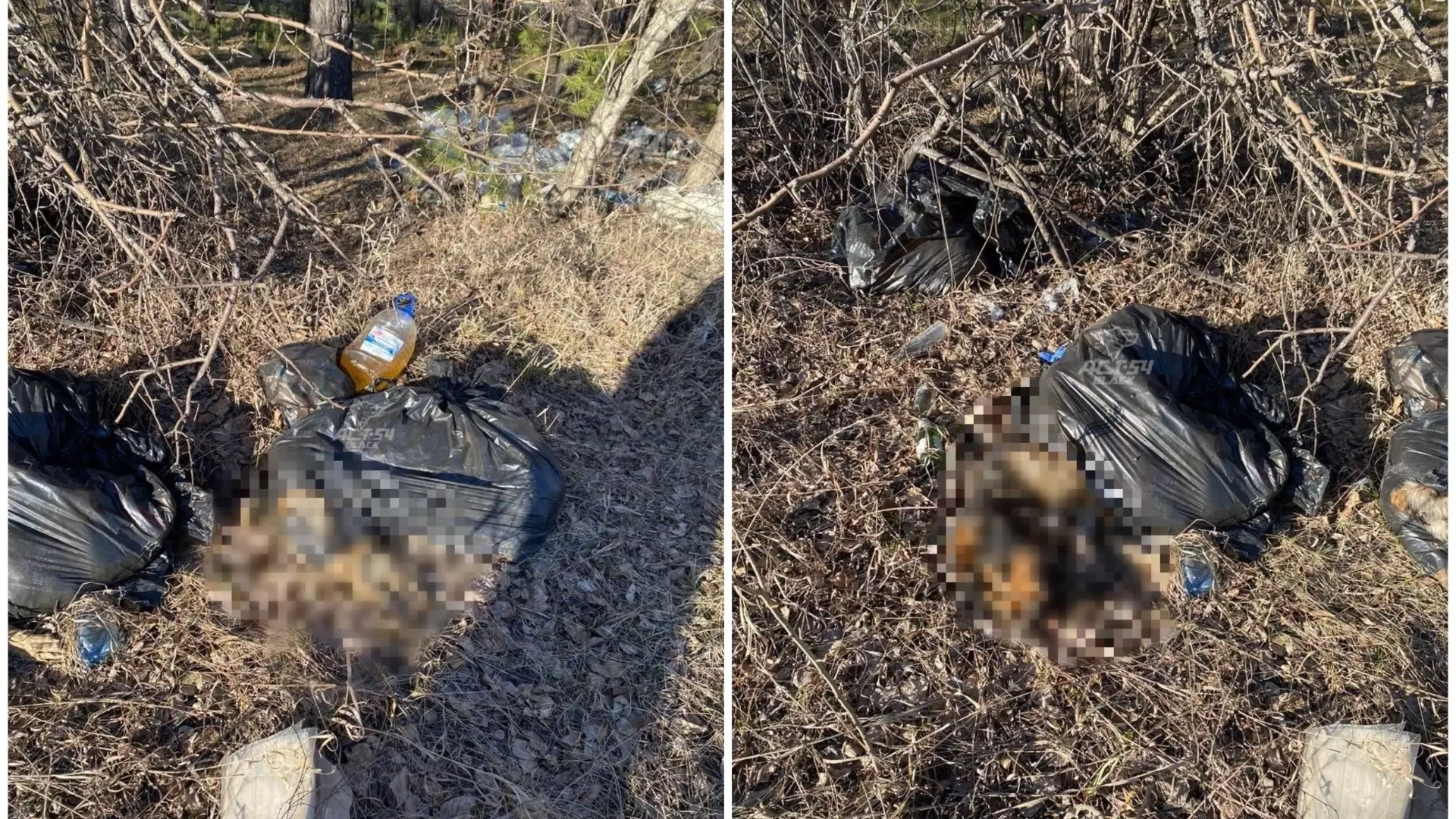 Мертвых собак в мусорных мешках нашли новосибирские дачники