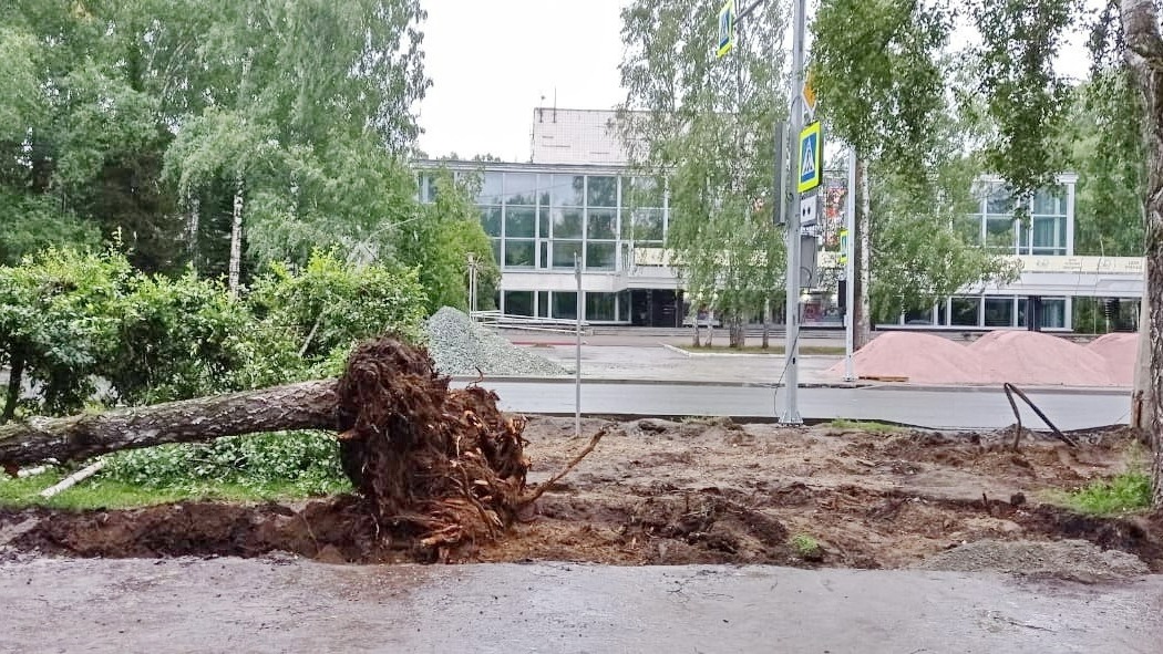 Дерево упало в процессе ремонта дорог на Морском Проспекте напротив Дома Ученых в Новосибирске.