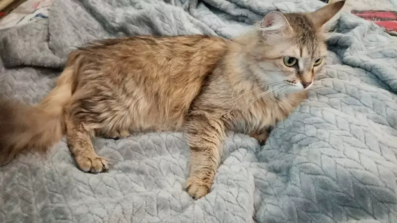 Коты спасли новосибирца от гибели в кипятке