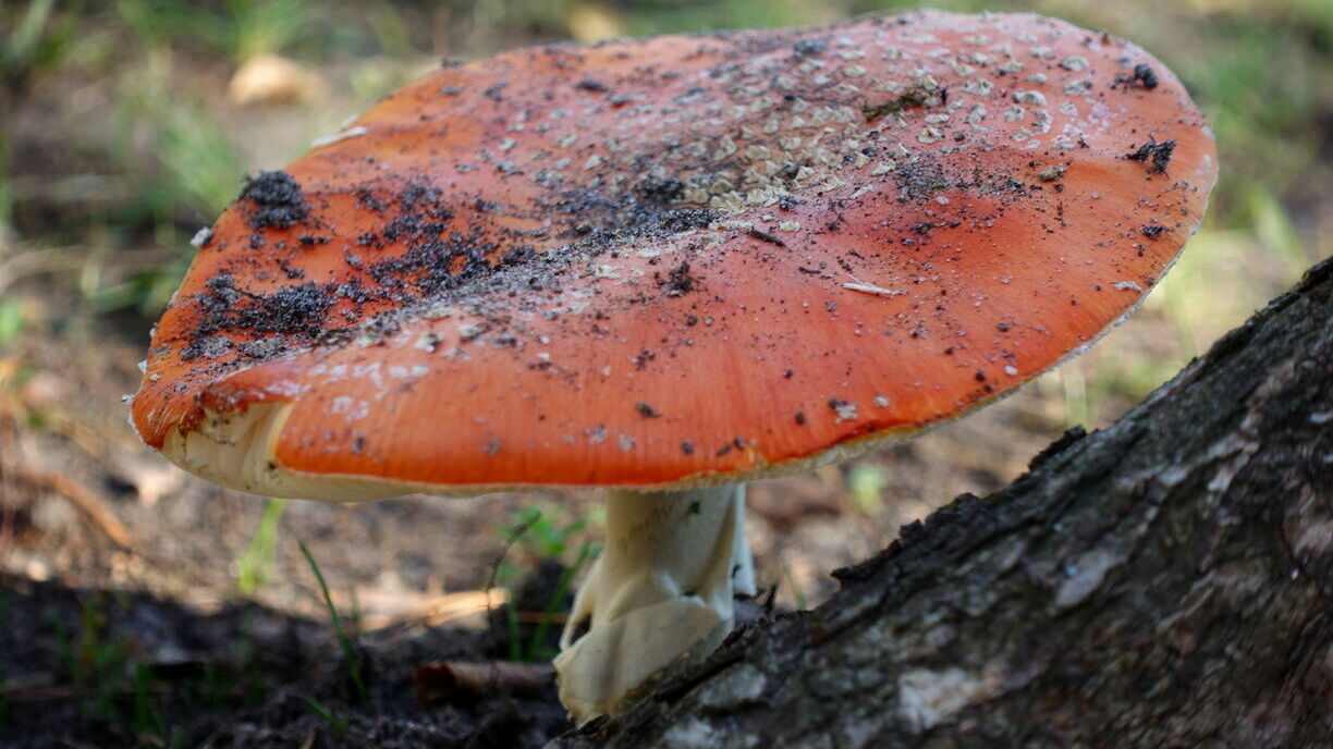 Мухоморы - ядовитые грибы 