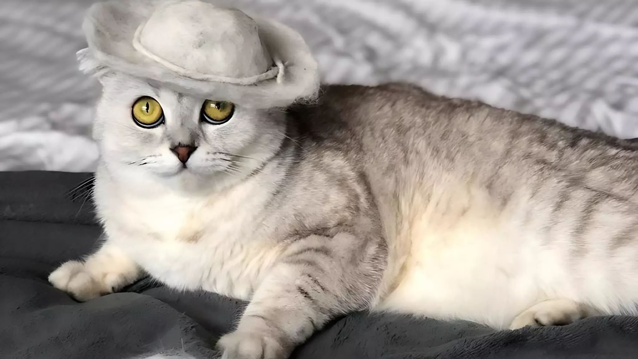 Королева ТикТока новосибирская кошка Соня снялась в фильме «Империя кошек»
