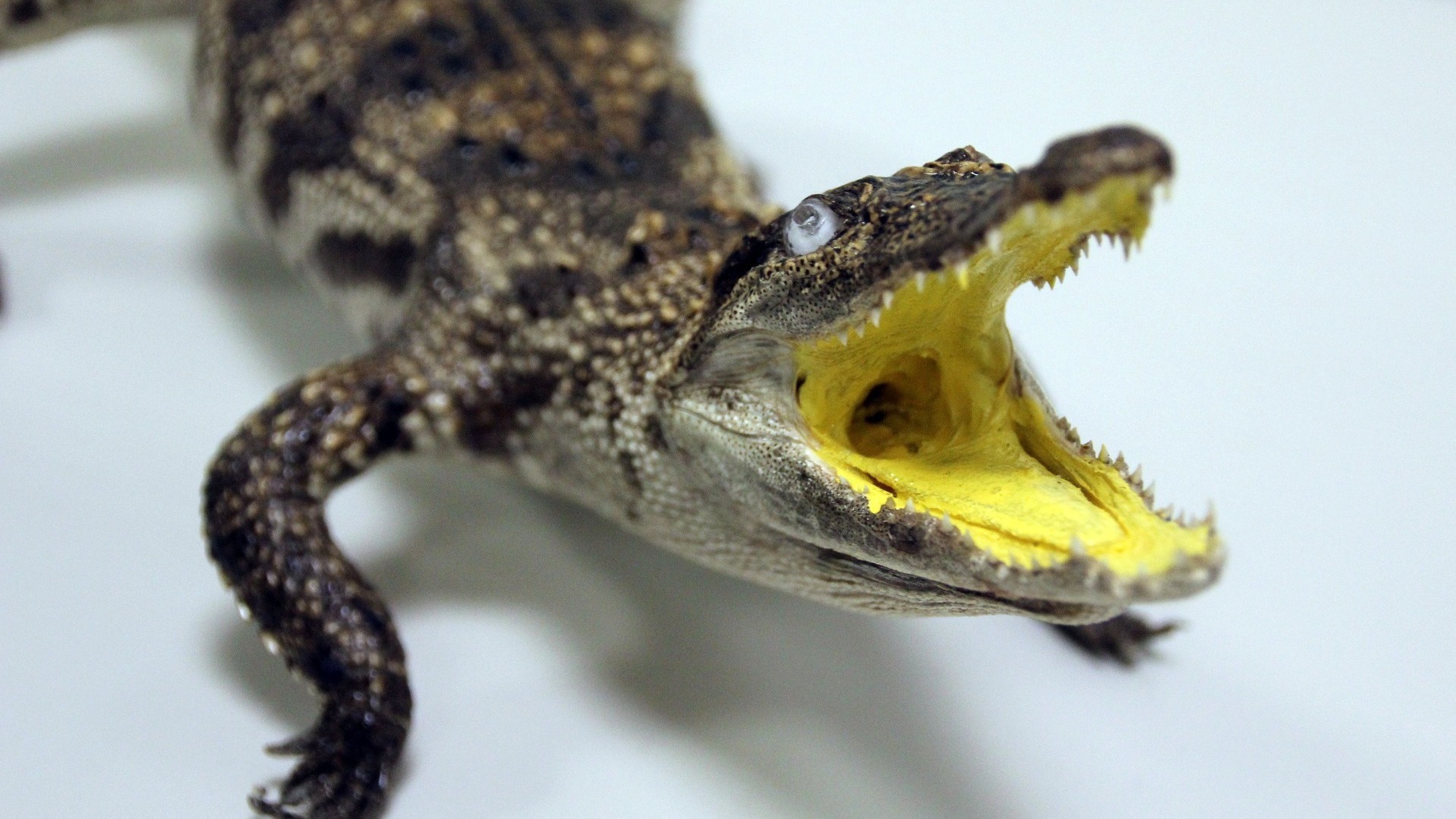 Жители Сузуна нашли труп крокодила