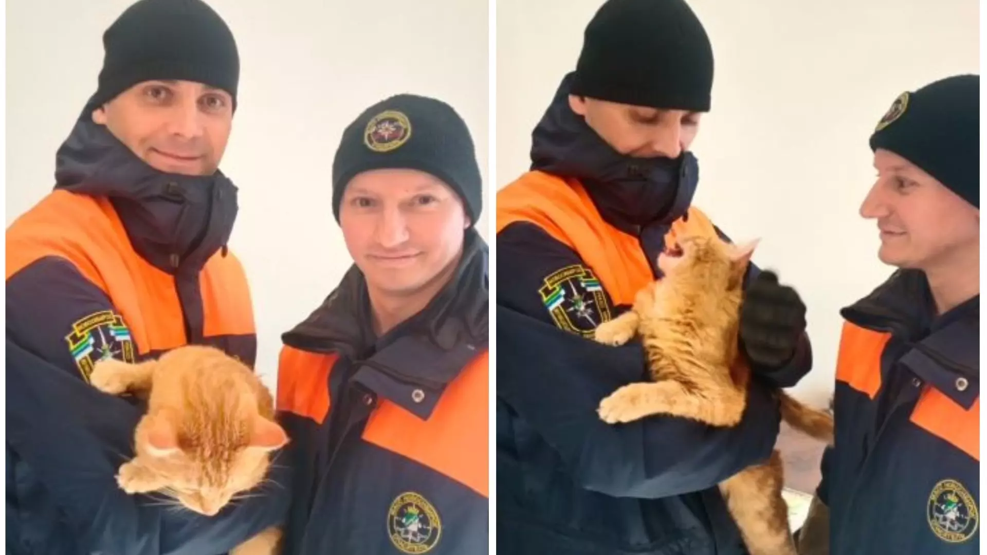 Кот в Новосибирске пытался сбежать через окно, но застрял — видео спасения пушистого