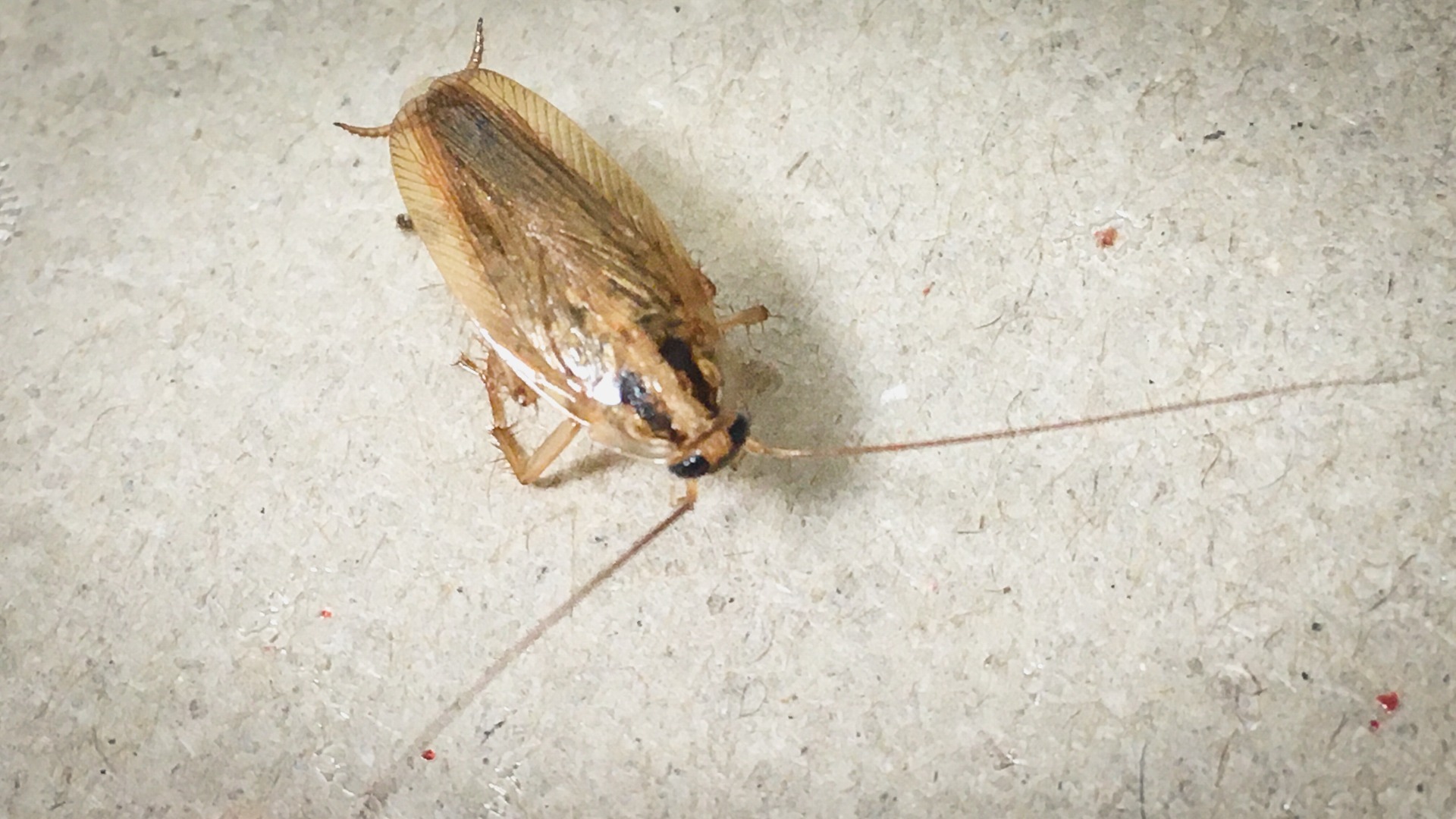 Огромные тараканы завелись в подвале дома под Новосибирском