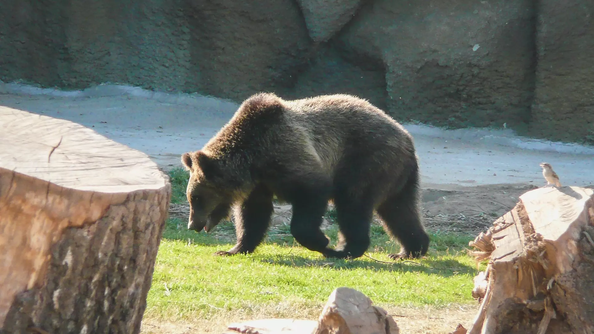 Дрессировщики судятся с зоозащитниками из-за медведей в Новосибирске