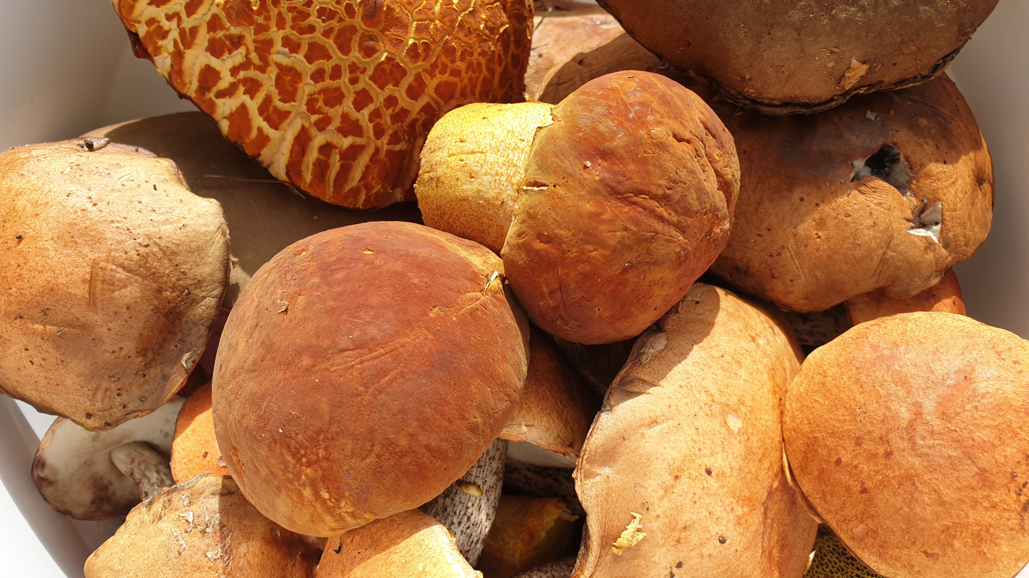 Торговля грибами приносит новосибирцам сотни тысяч рублей