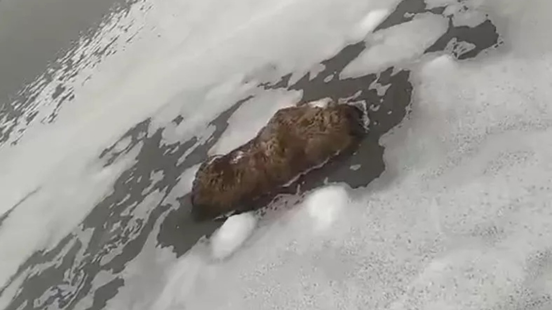 Труп непонятного животно плавает в пене в Оби.