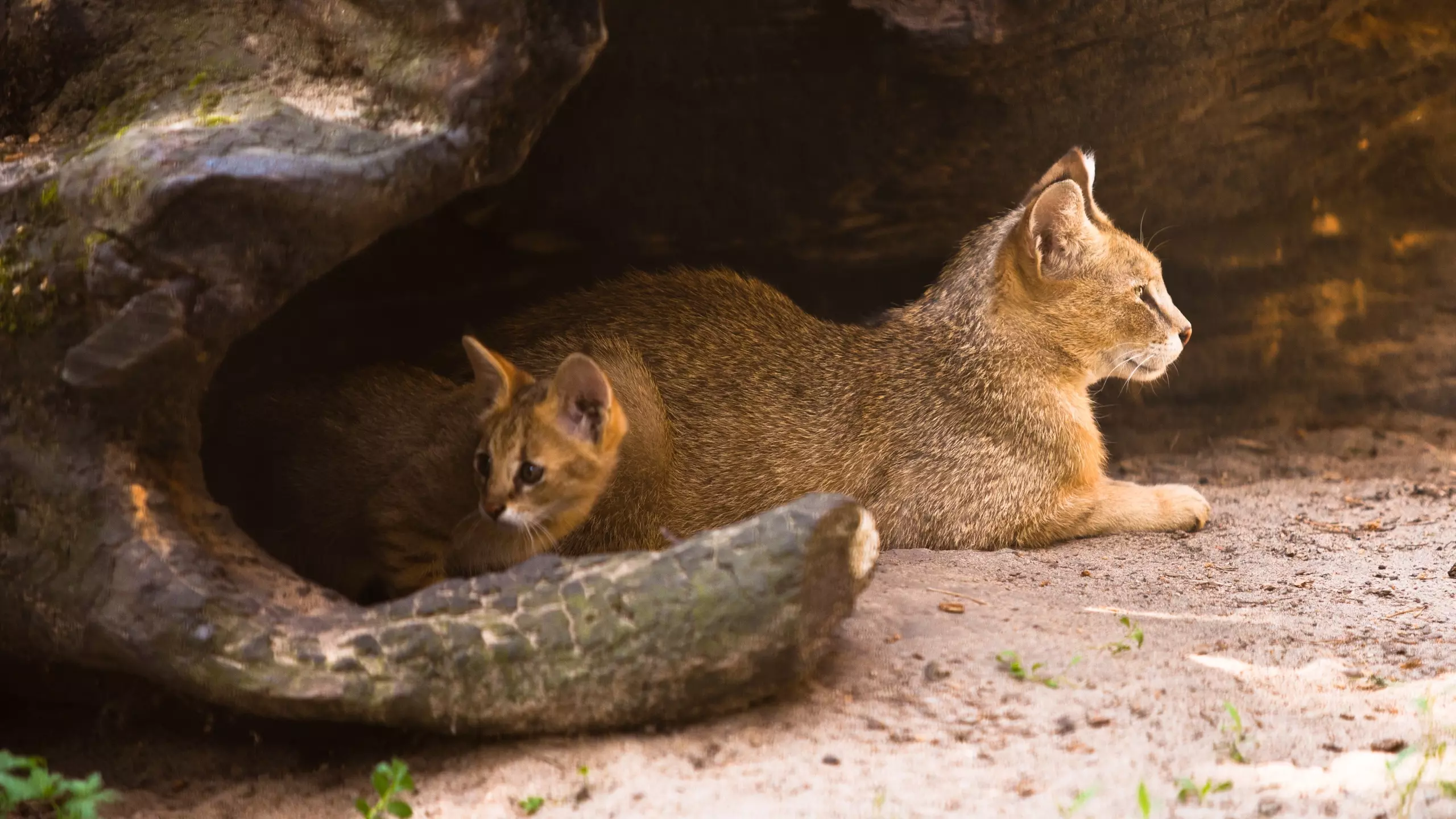 Миниатюрного камышового котика показал Новосибирский зоопарк