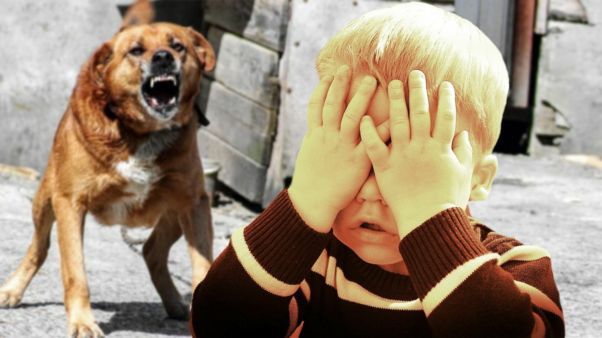 Возбуждено уголовное дело по факту нападения собаки на ребенка