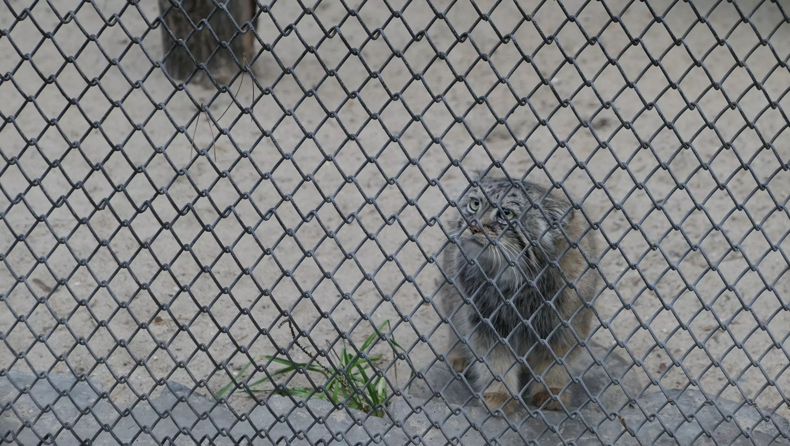 Подросших котят манула Евы из Новосибирского зоопарка сняли на видео