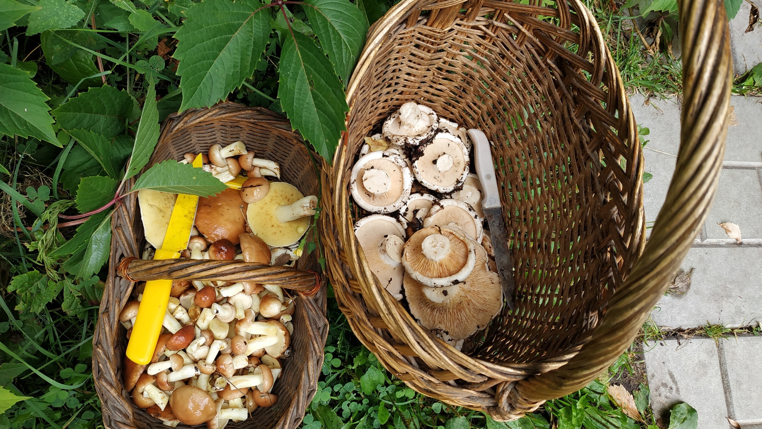 Опубликованы фото необычных грибов, найденных в Новосибирской области летом 2023
