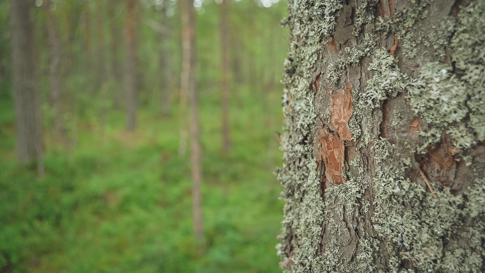 Тело мужчины нашли в лесу под Новосибирском