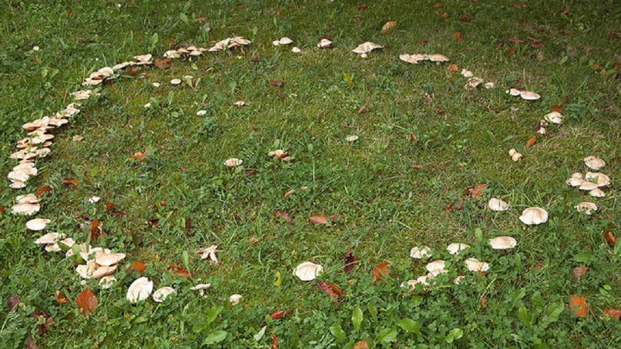 Новосибирцы нашли «ведьмин круг» из грибов