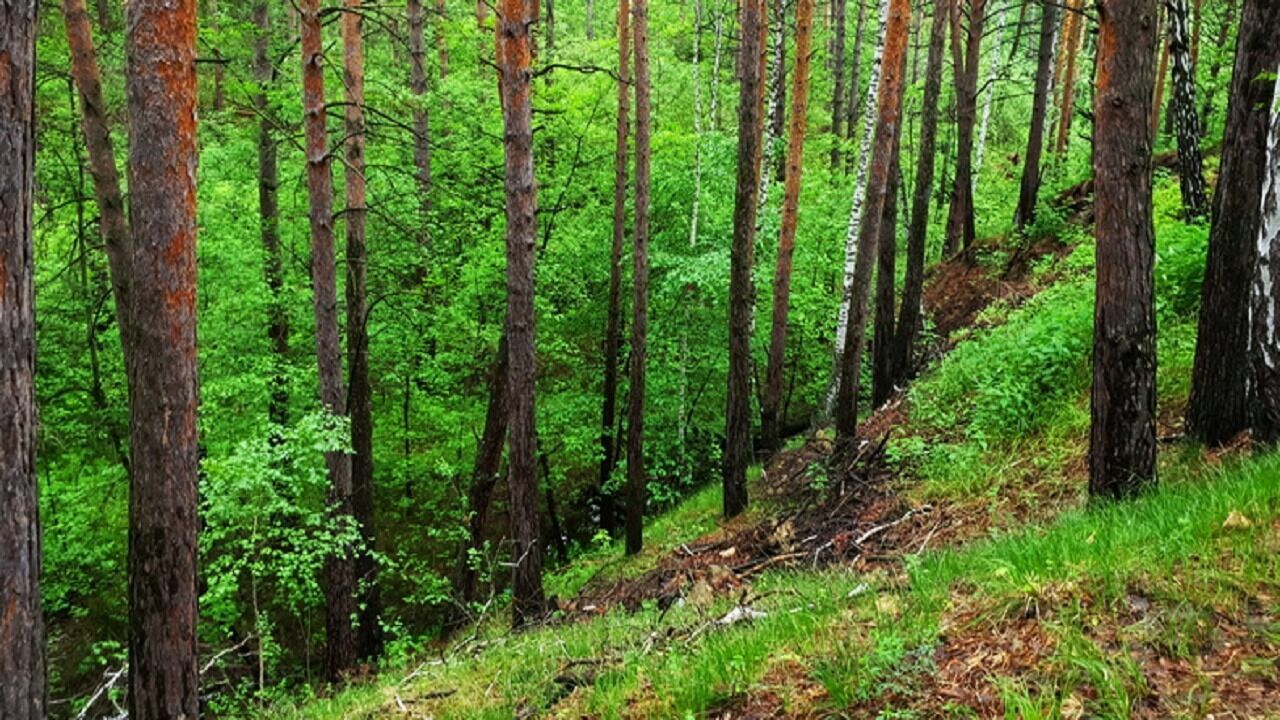Сотрудников Минприроды Новосибирской области осудили за махинации с лесом