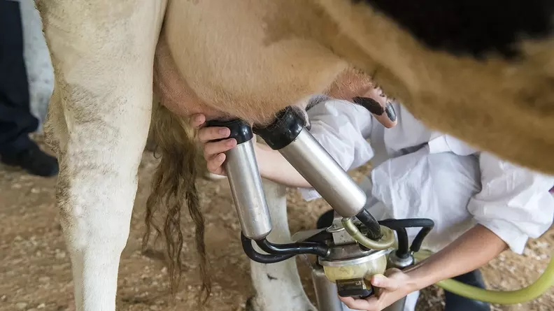 Коровы стали давать больше молока