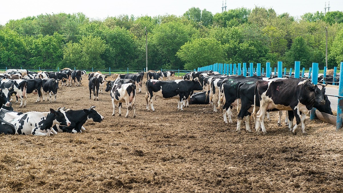В хозяйствах холдинга содержат более 2000 коров
