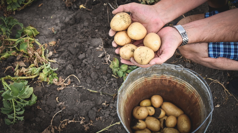 Землю под посадку картофеля весной 2022 выделят новосибирцам три района области