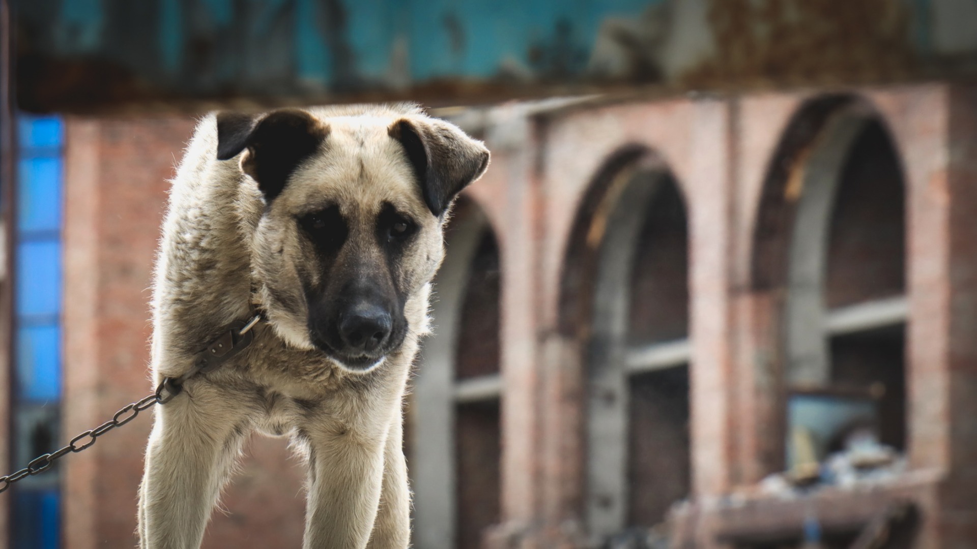 В Новосибирске из-за агрессивной собаки завязалась массовая драка на Кубовой