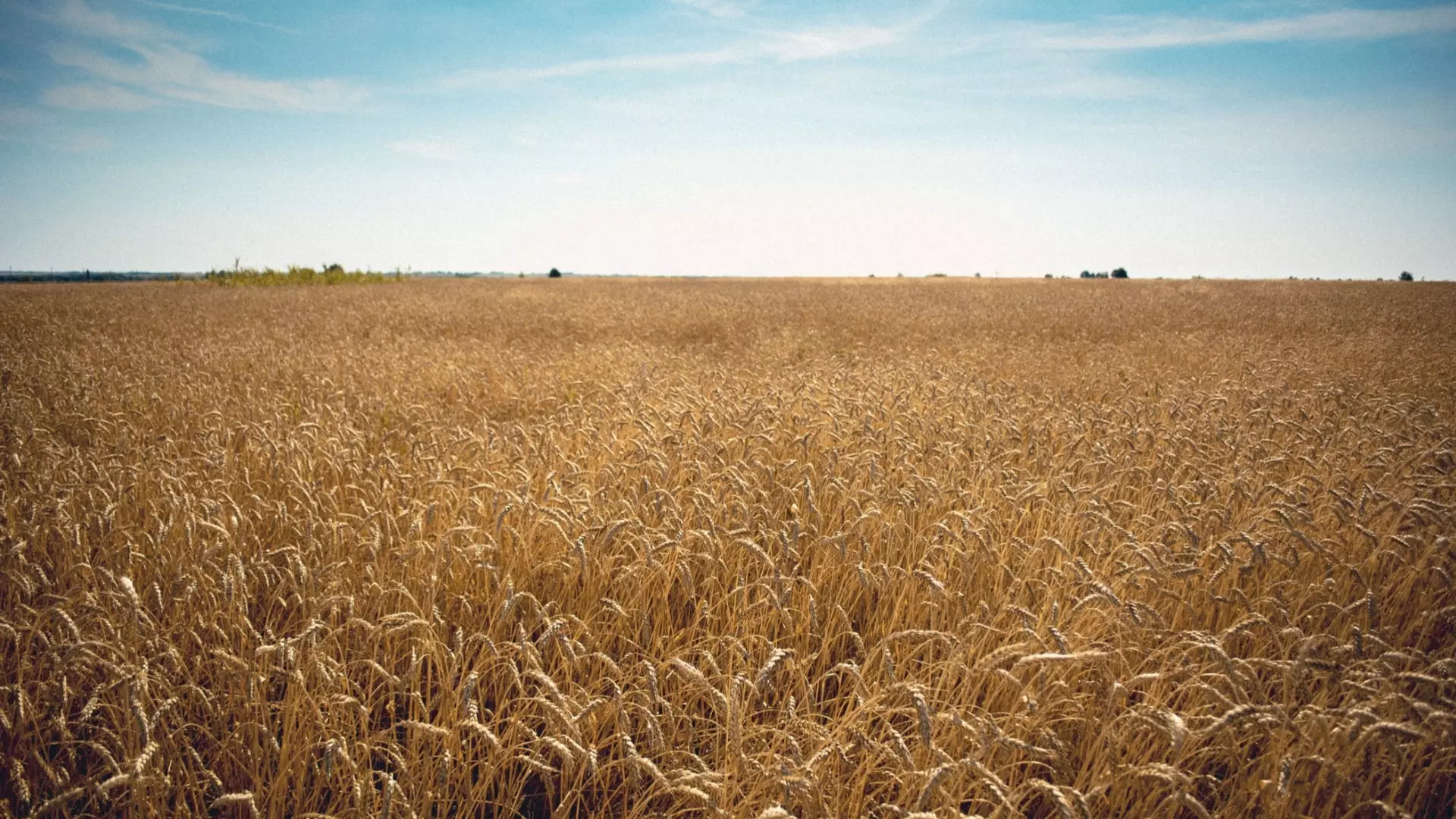 Аналитики рассказали об ожидаемом росте цен на пшеницу на мировом рынке