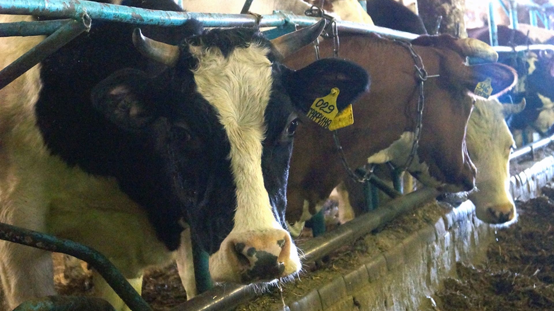 Останки коров могут уничтожать нелегально
