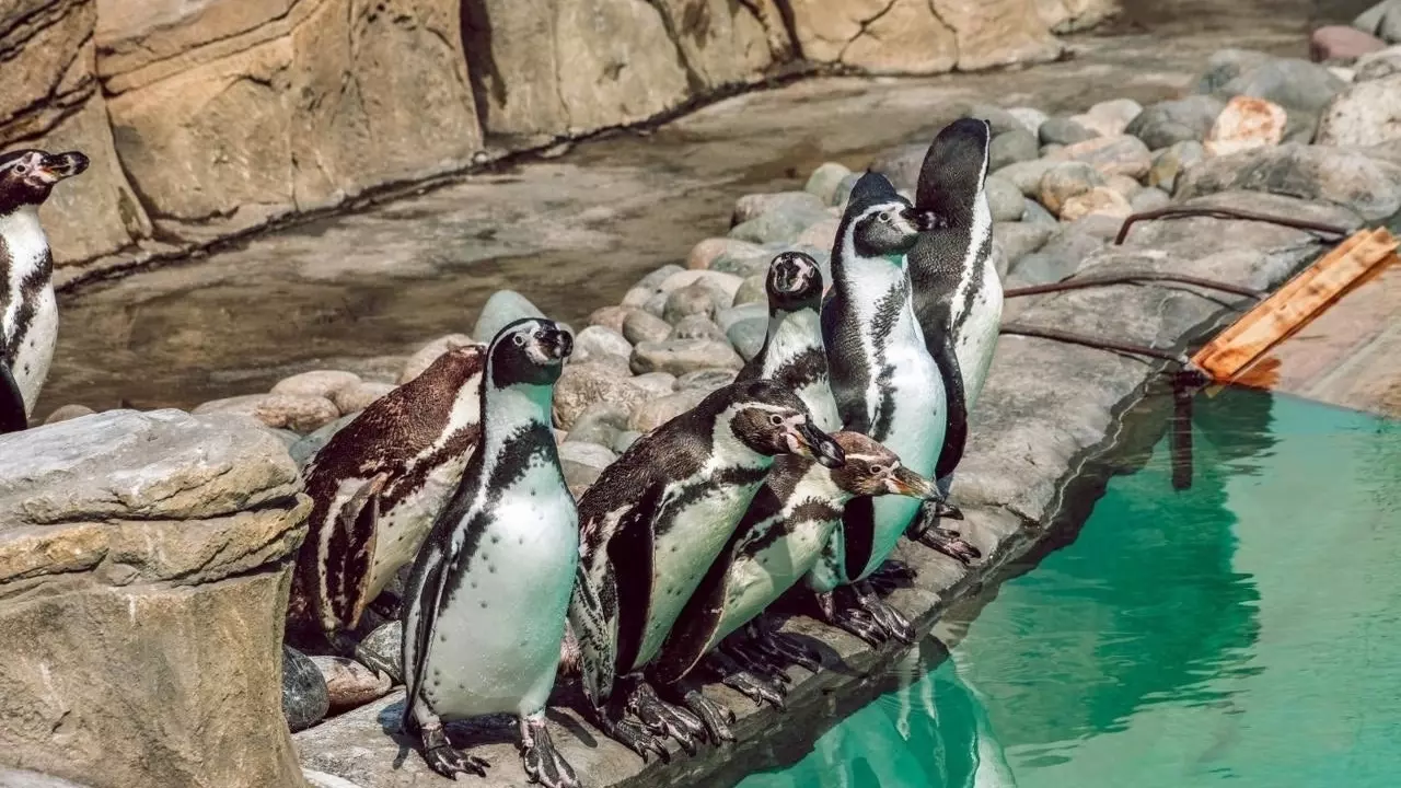 К пингвинам подселили нового жильца