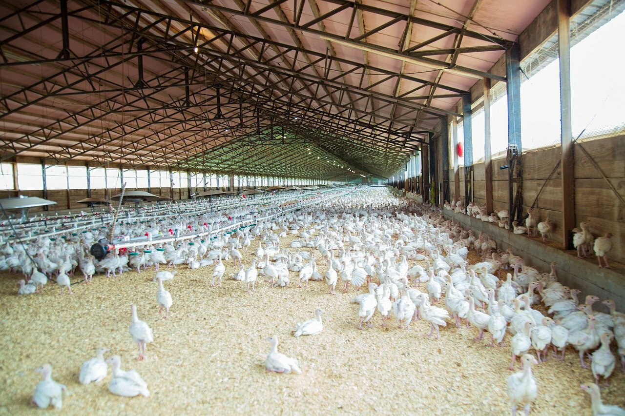 Птицефабрики увеличили на 27% производство яиц в Новосибирской области