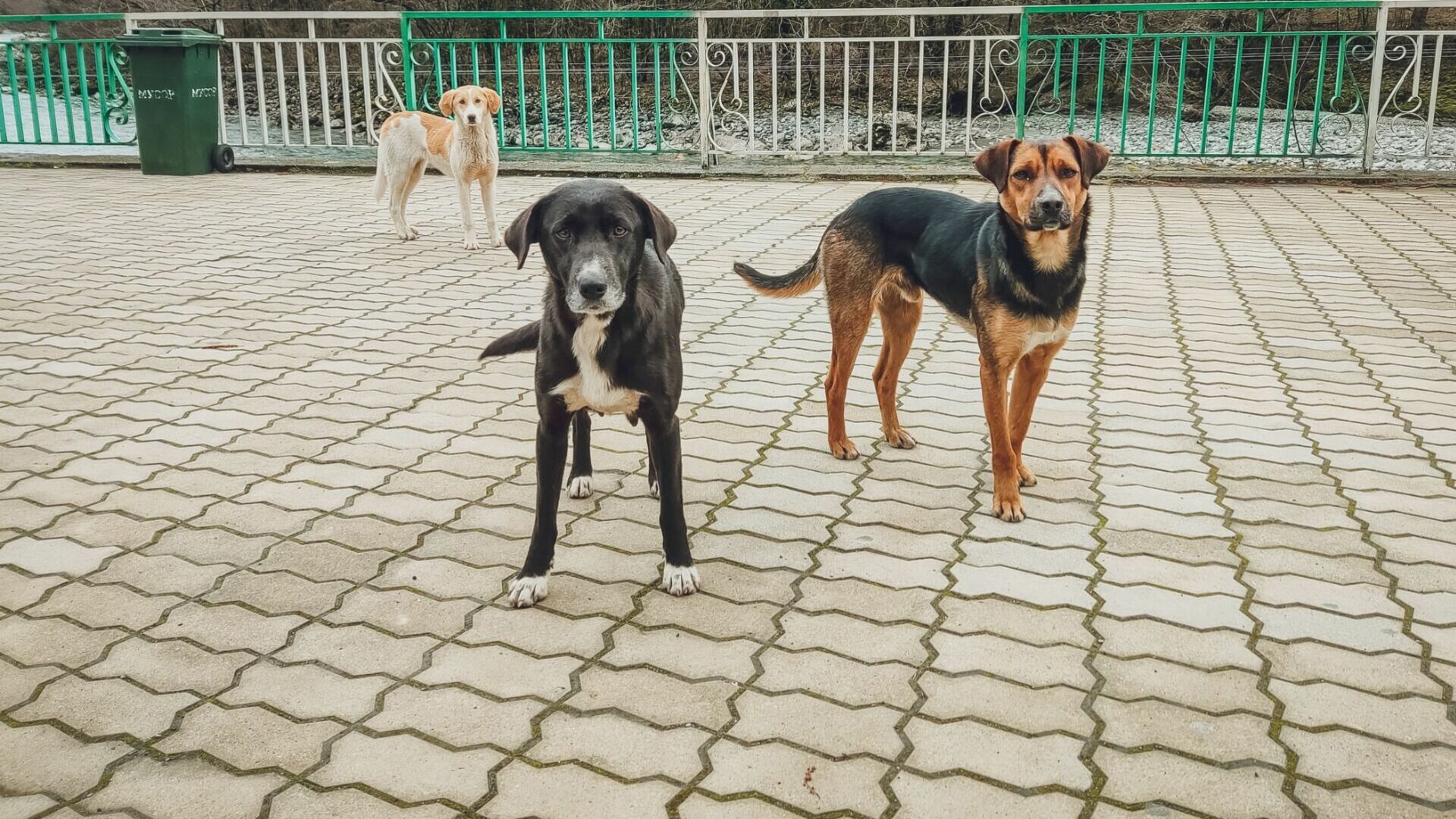 Новосибирцы нашли тела трех собак с огнестрельными ранениями на свалке