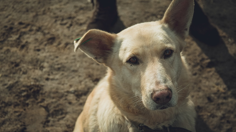 Собаки едва не растерзали отдыхающих в Заельцовском бору Новосибирска