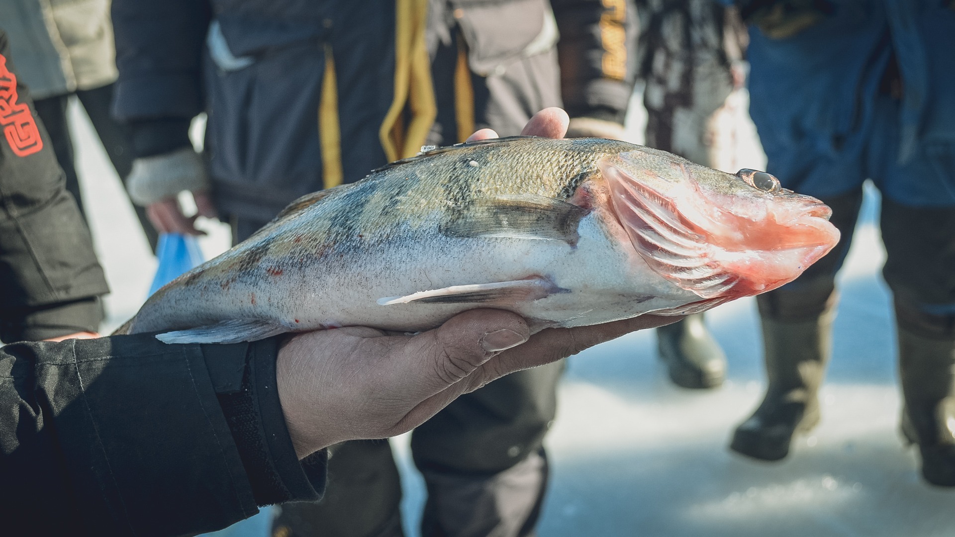 Рыбалка остается популярной в Новосибирской области и зимой, и летом.