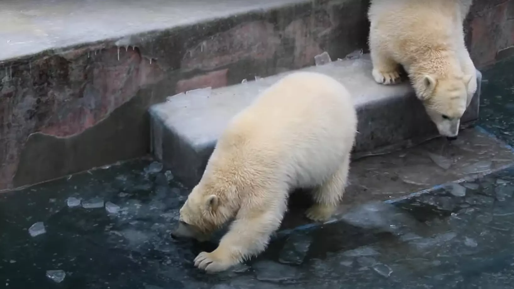 Поведение медвежат умиляет посетителей зоопарка