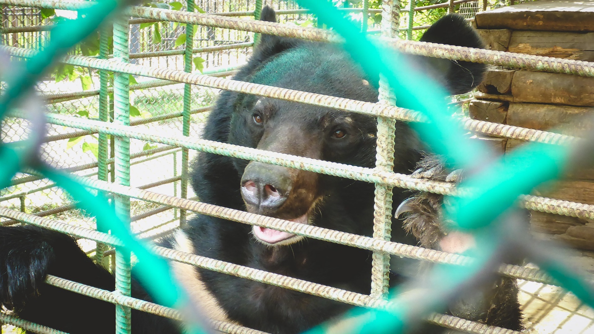 Новые вольеры для медведей открыли в Новосибирском зоопарке