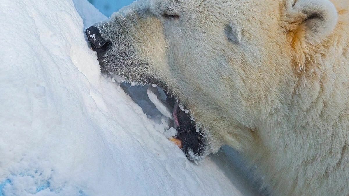 Белый медведь грызет снег