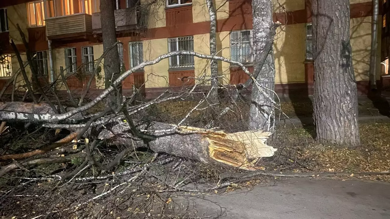 Дерево сломало ураганом на Морском проспекте в Академгородке.