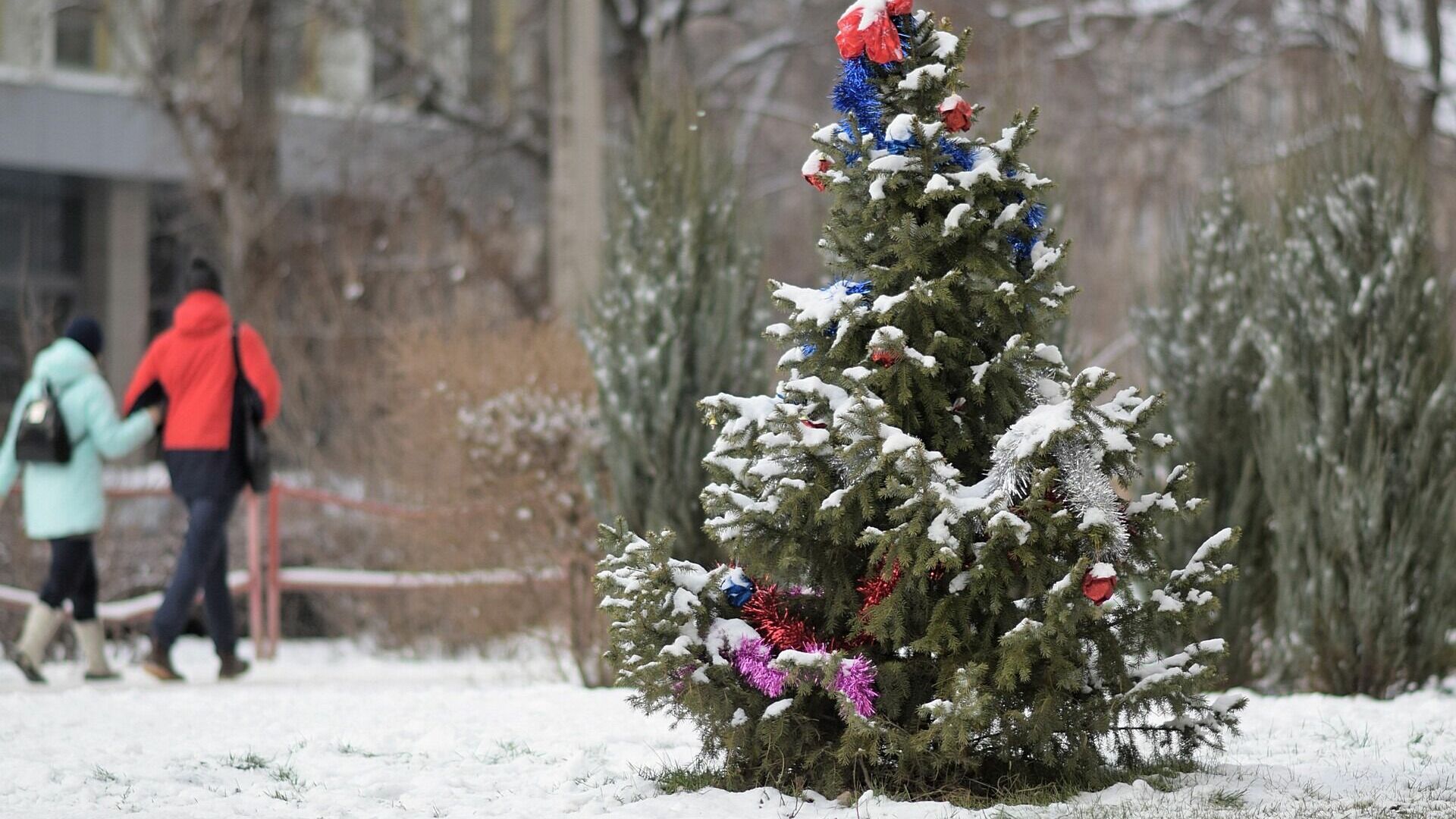 Жители Новосибирска пожаловались на повышение цен на новогодние елки