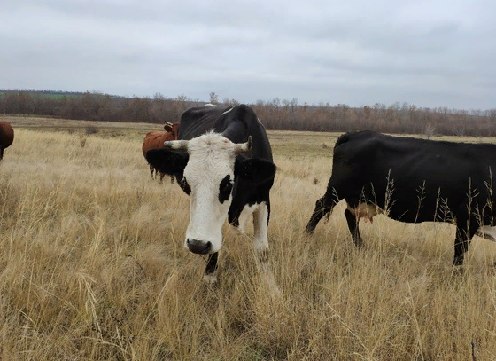 Пьяный пастух убил знакомого, когда пас коров под Новосибирском
