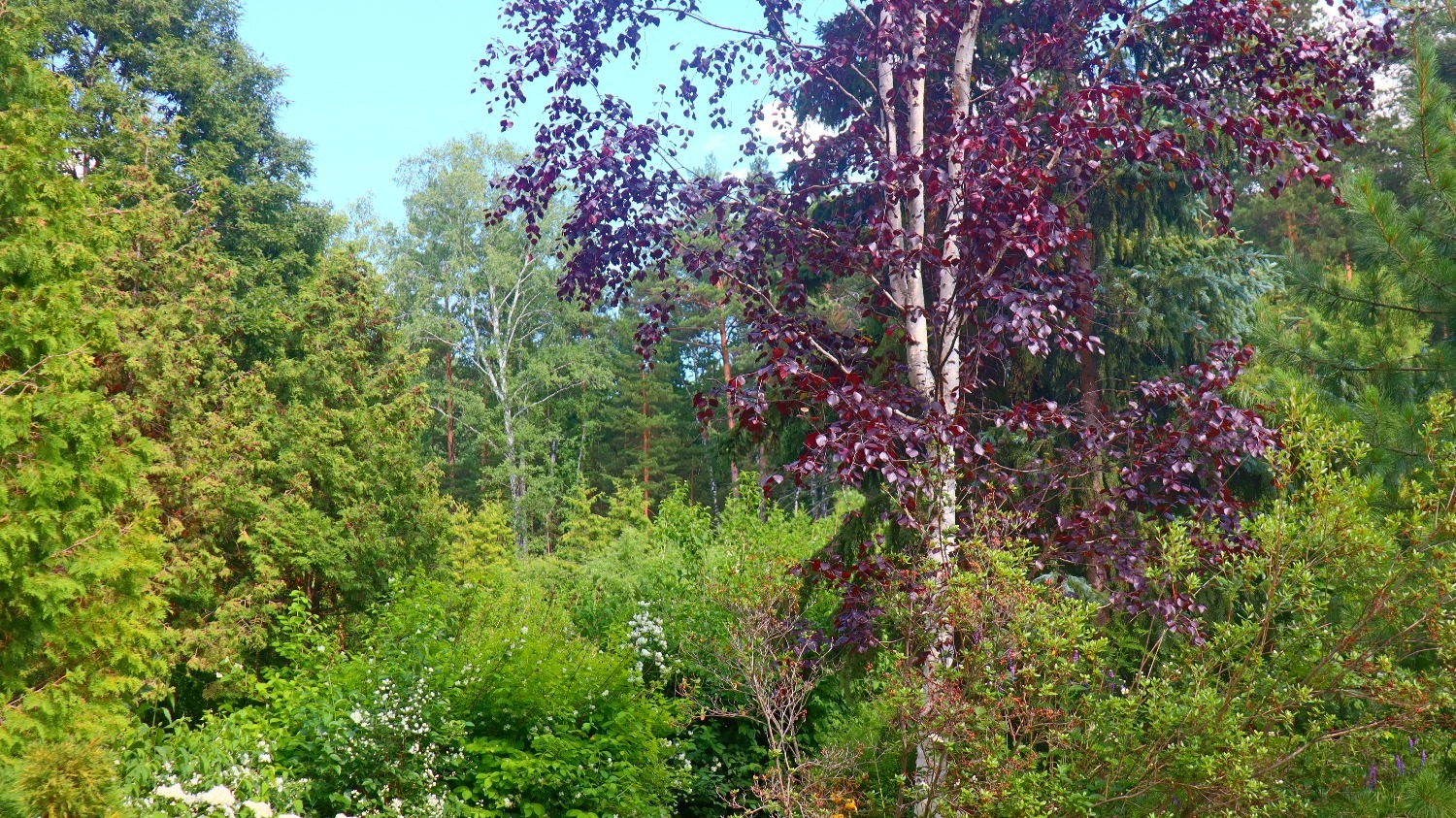 Цвет листвы не меняется в течение лета. Она появляется такой на ветках весной и осенью такой-же и опадает