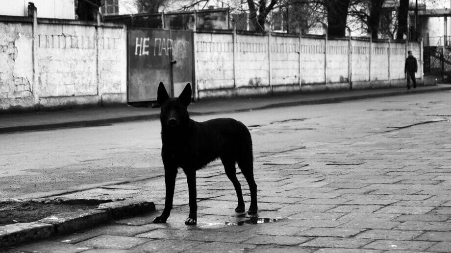 Вспоминаем жуткие случаи нападения собак на новосибирцев