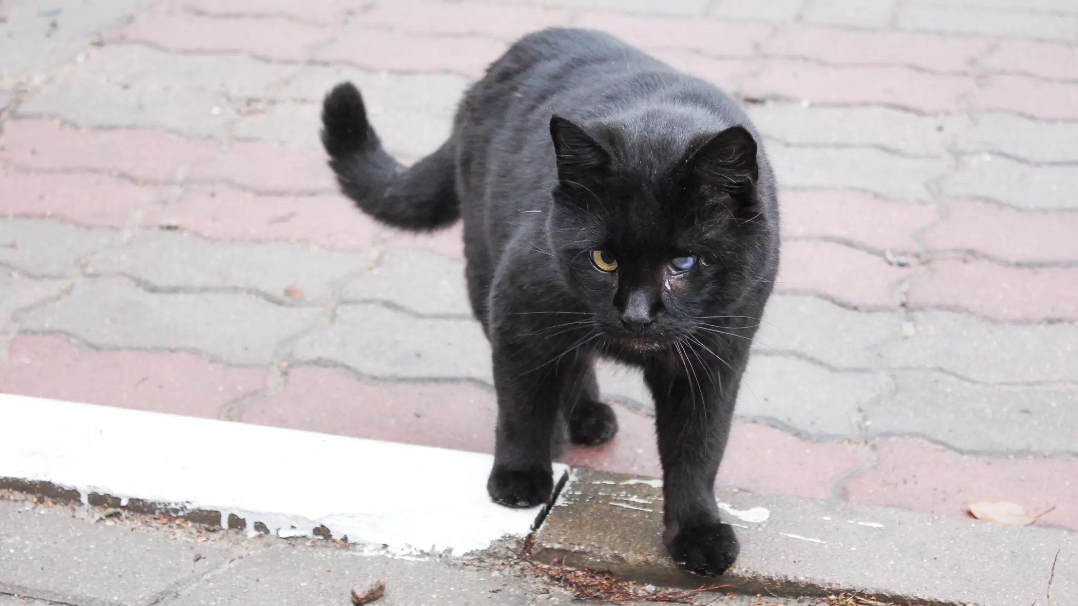 Перед Хэллоуином приюты в Новосибирске перестали отдавать черных котов