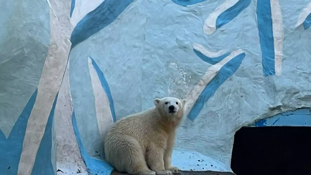 Белые медведи в Новосибирском зоопарке.