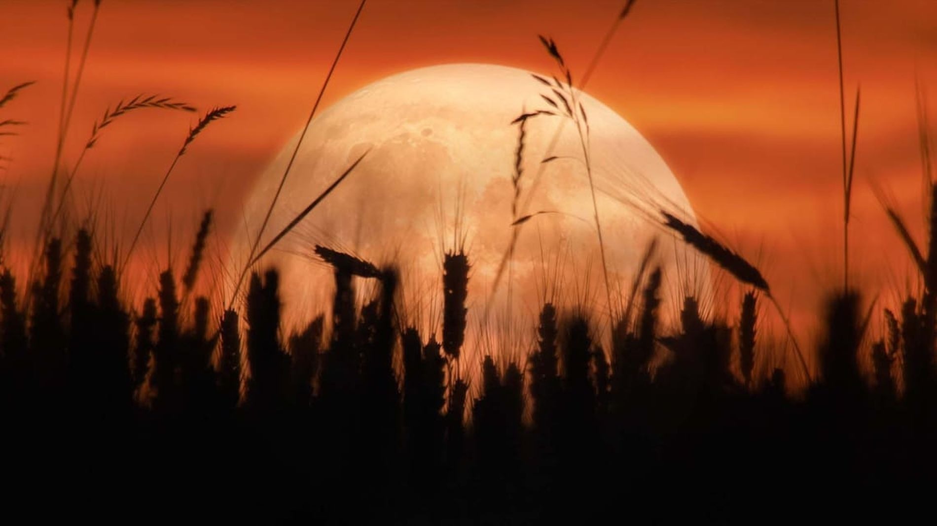 Новосибирцы увидят Урожайную Луну