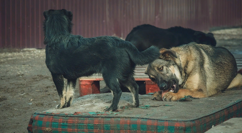 Труп женщины, обглоданный собаками, нашли в Новосибирской области