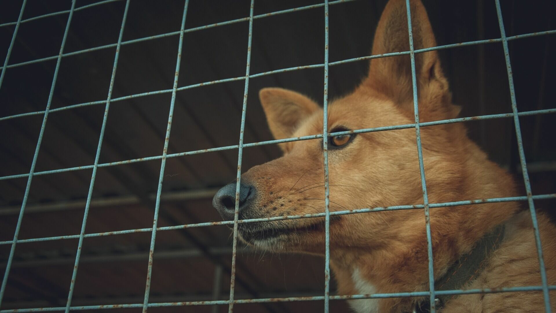 В Новосибирске собаке потребовалась помощь спасателей