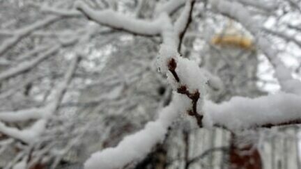 Снег на ветках деревьях