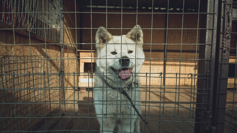 Мобилизованные из Новосибирской области могут оставить своих животных в приютах