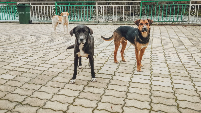 В Ленинском районе Новосибирска чаще жалуются на бродячих собак