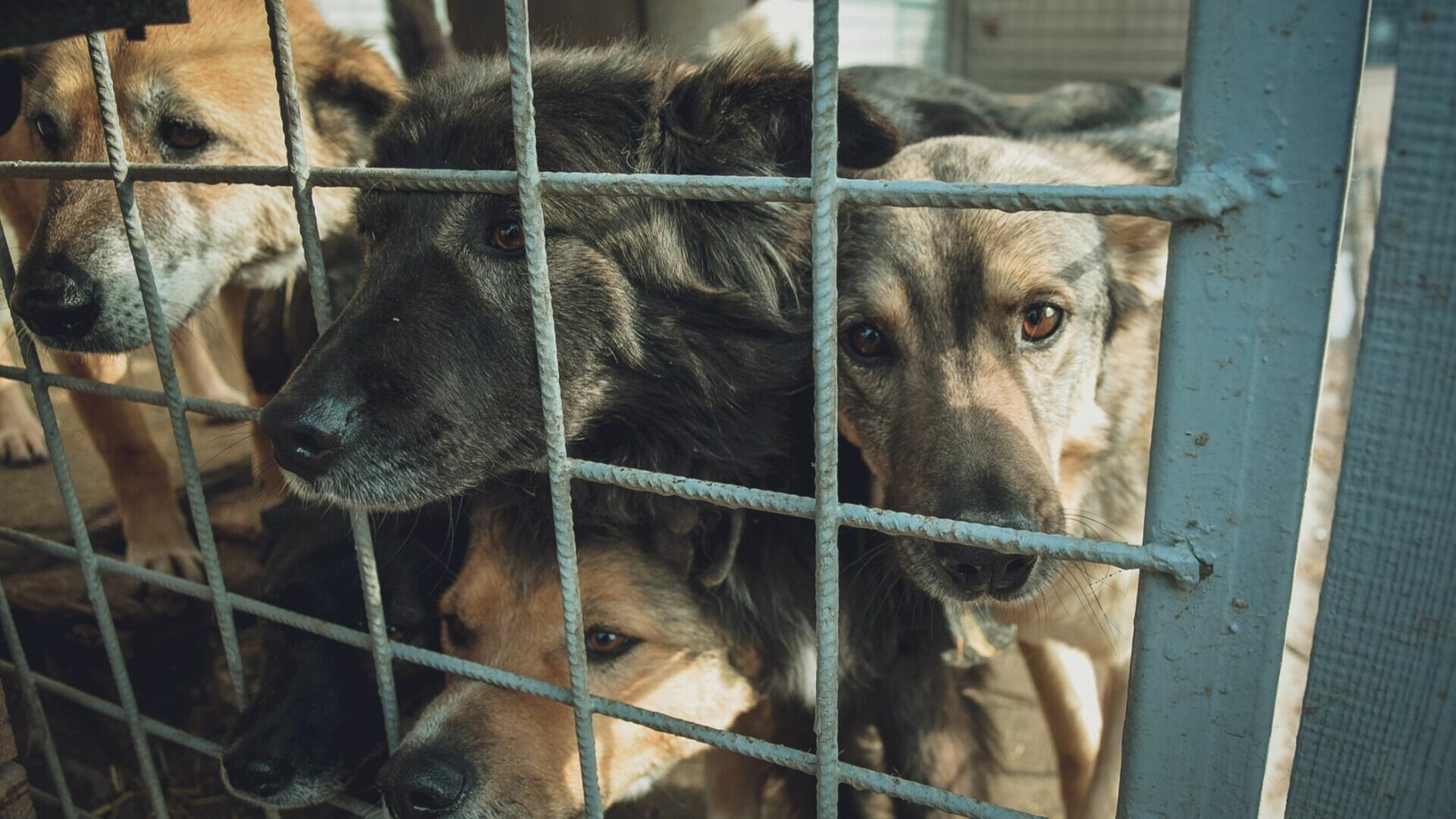 Бастрыкин займется проблемой бродячих псов в Новосибирске