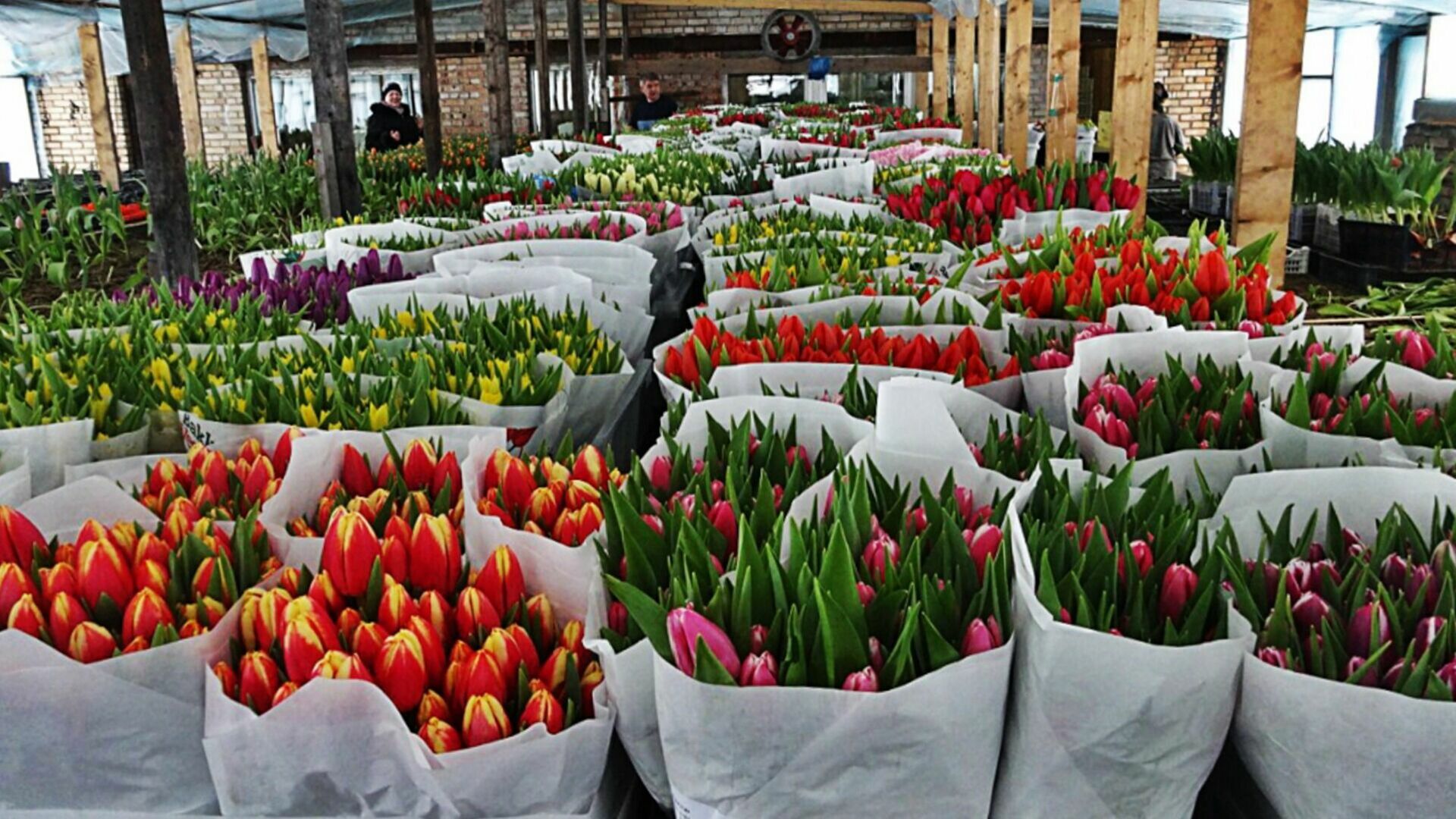 80 тонн тюльпанов привезли в Новосибирск перед 8 марта 