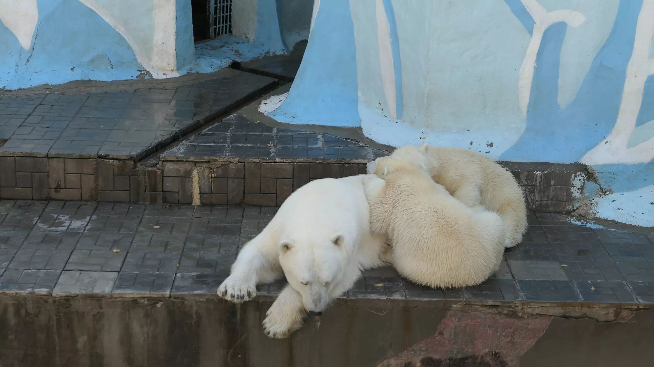 Медвежата Белка и Стрелка подрались из-за лейки в Новосибирском зоопарке