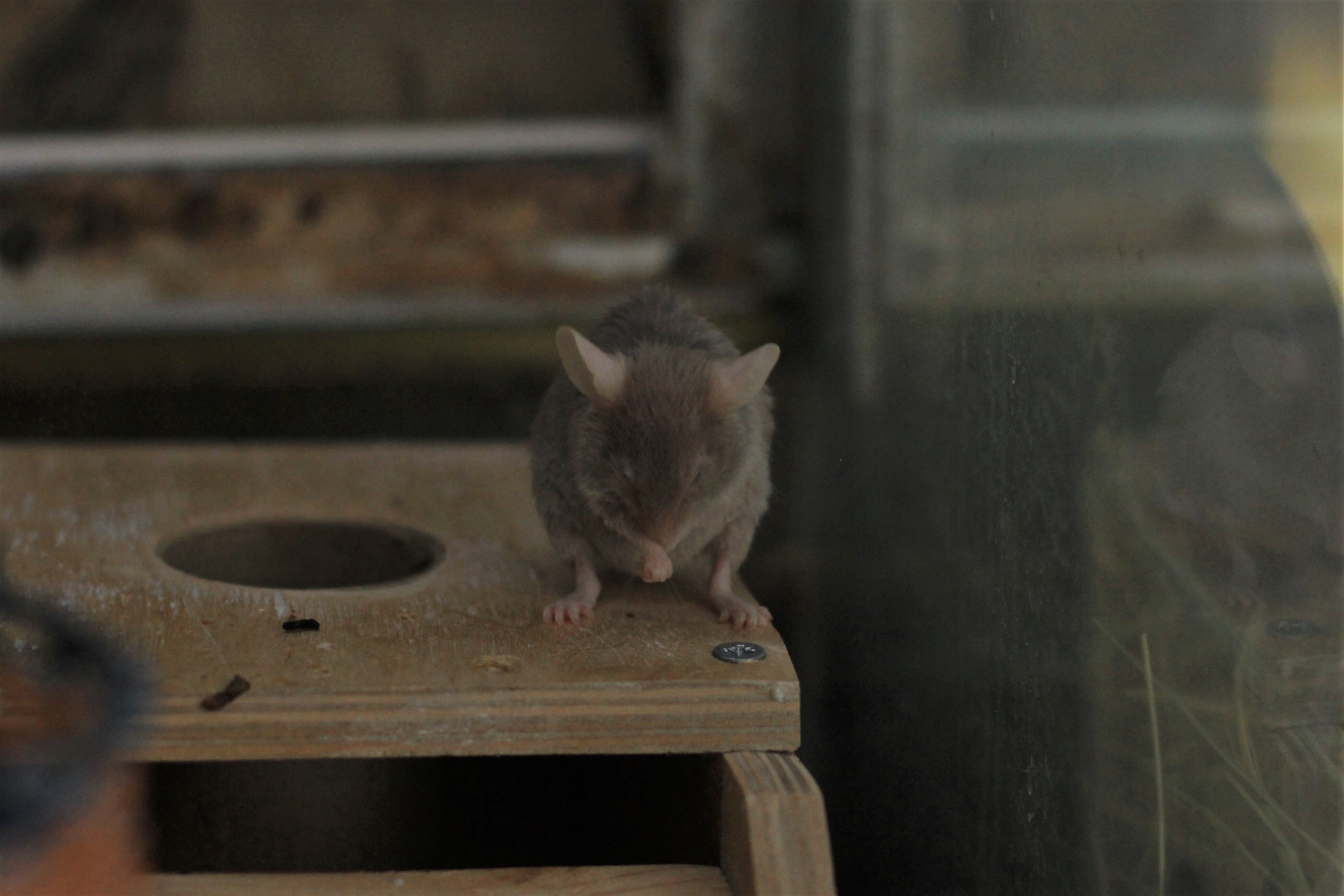 Стаи крыс захватили центр Новосибирска – семья грызунов живет у мусорных баков